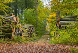 Protectores y fundas de protección para arboricultura y silvicultura